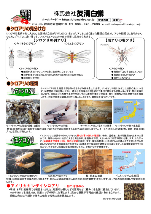 シロアリの見分け方