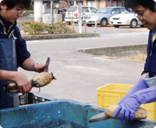 原料前処理